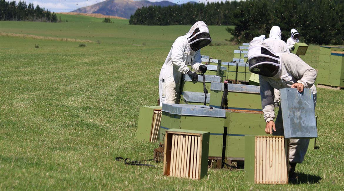 Bee Whisperers 