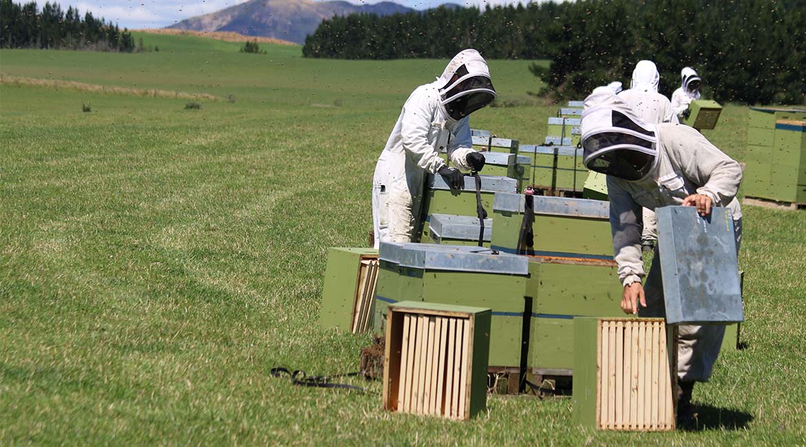 Bee Whisperers 