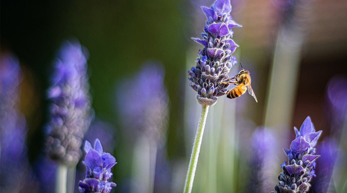 How to become a bee protector 