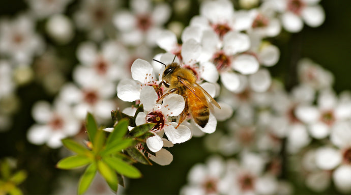 Why bees matter so darn much