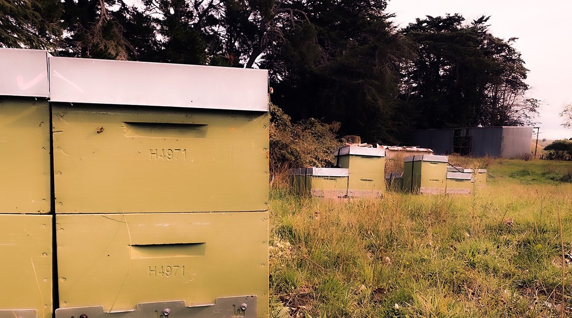 how we look after our bees in the winter