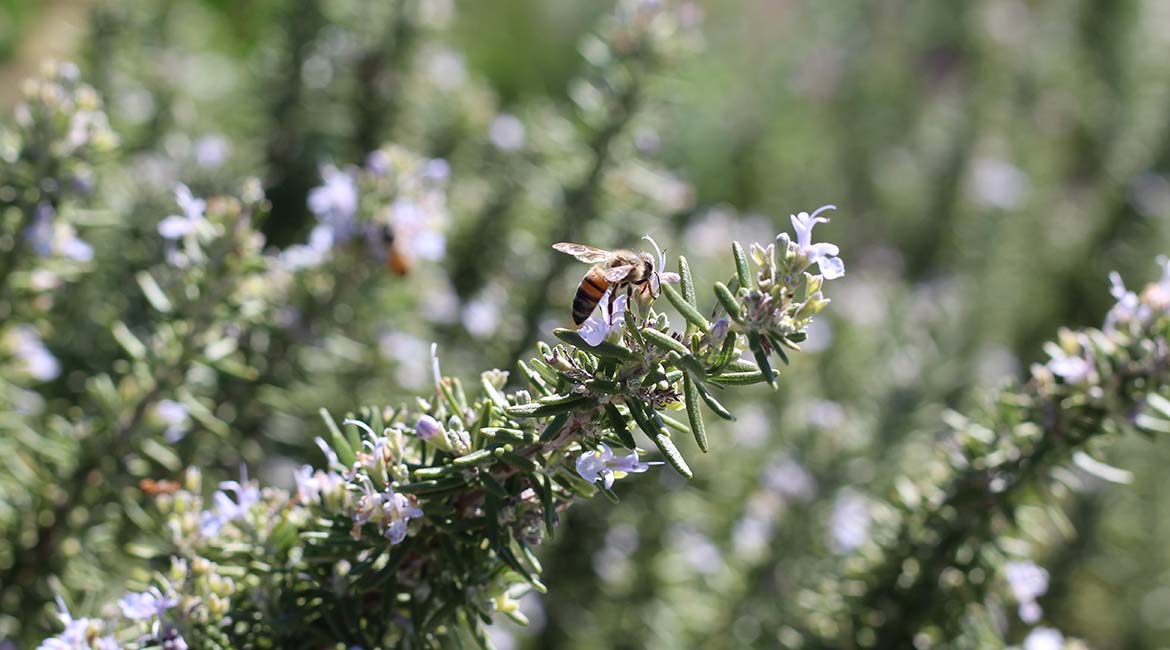 bee friendly garden