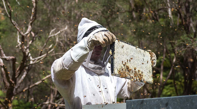 dear diary: what our beekeepers got up to in March